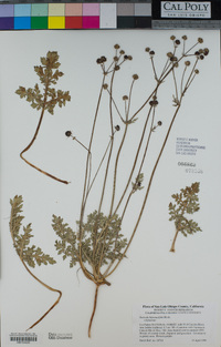 Sanicula bipinnatifida image