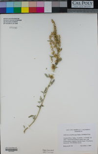 Ambrosia acanthicarpa image