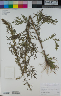 Artemisia biennis image