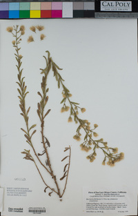 Baccharis plummerae image