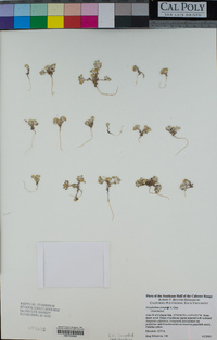 Eriophyllum pringlei image