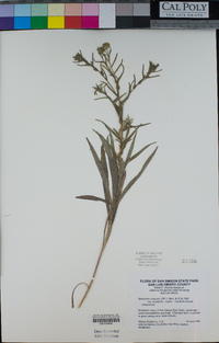 Hemizonia congesta image