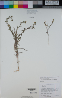 Hemizonia congesta subsp. luzulifolia image