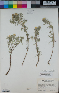 Heterotheca angustifolia image