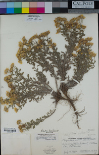Heterotheca hirsutissima image