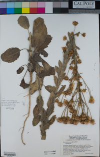 Heterotheca grandiflora image