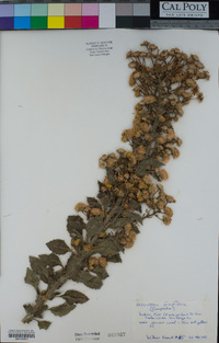 Heterotheca grandiflora image