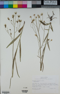 Hieracium carneum image