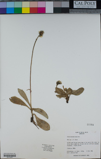 Hieracium mexicanum image