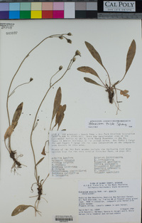 Hieracium triste image