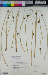 Schoenoplectus pungens image