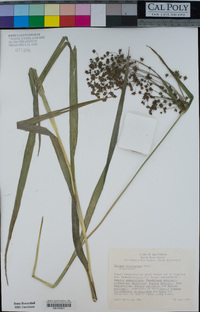 Scirpus microcarpus image