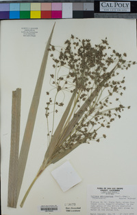 Scirpus microcarpus image