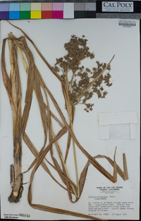 Scirpus microcarpus image