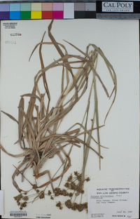 Scirpus microcarpus image