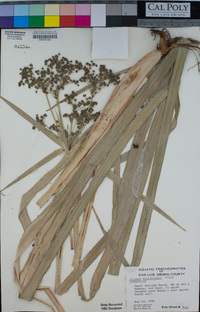 Scirpus microcarpus image