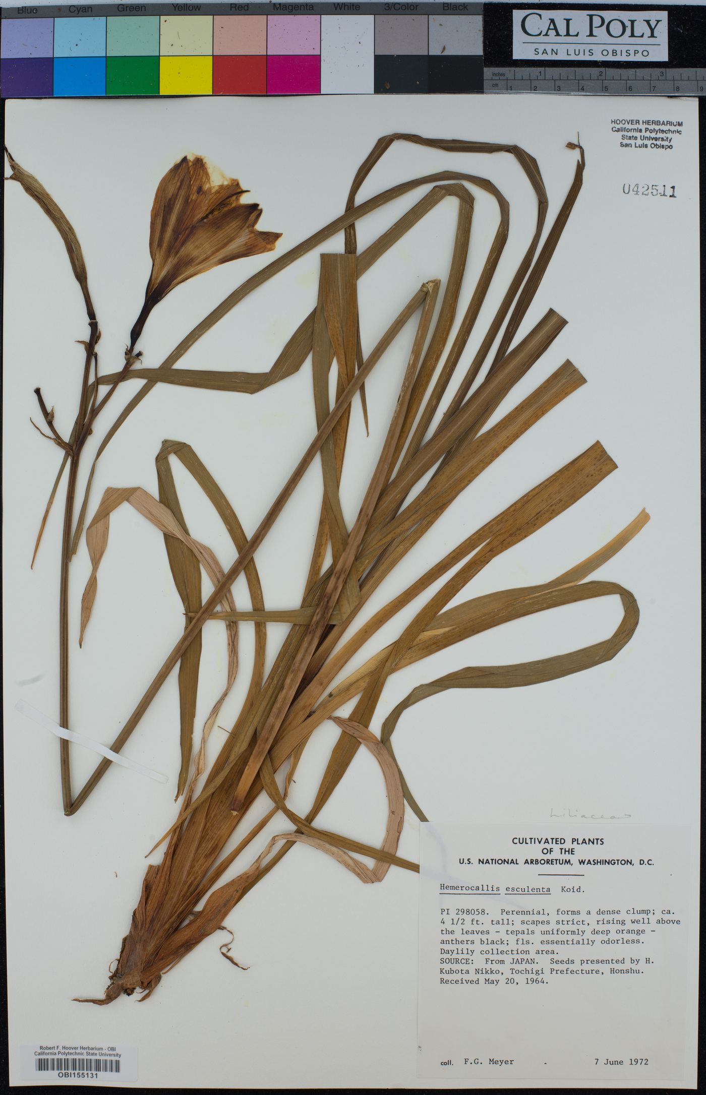Hemerocallis middendorffii var. esculenta image