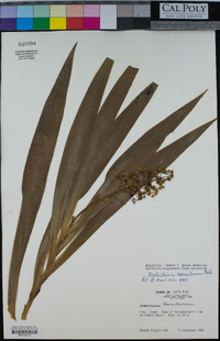 Image of Xiphidium caeruleum
