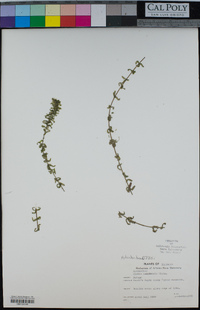 Elodea canadensis image