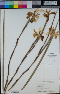 Iris germanica image