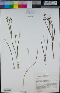 Sisyrinchium bellum image