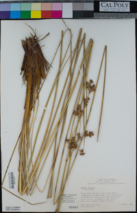 Juncus acutus image