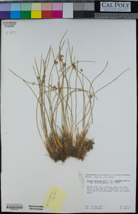 Juncus saximontanus image