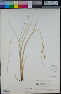 Juncus cooperi image