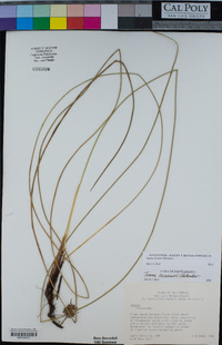 Juncus breweri image