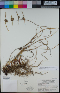 Juncus breweri image