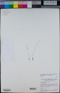 Juncus bufonius var. bufonius image