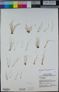 Juncus bufonius var. bufonius image