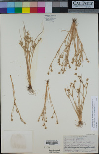 Juncus bufonius var. congestus image