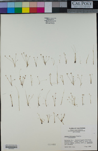 Juncus kelloggii image