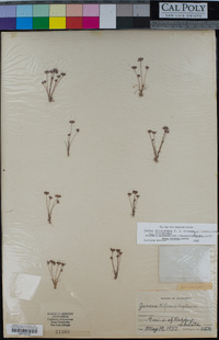 Juncus leiospermus var. leiospermus image