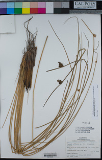 Juncus hesperius image