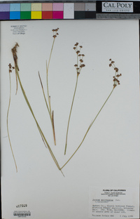 Juncus macrandrus image