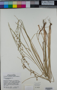 Juncus macrophyllus image