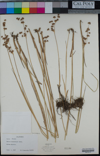 Juncus nevadensis image