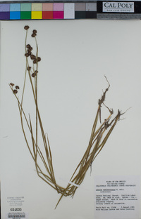 Juncus saximontanus image