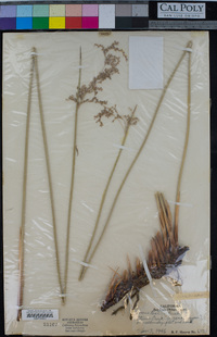 Juncus textilis image