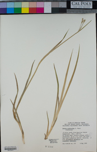 Juncus xiphioides image