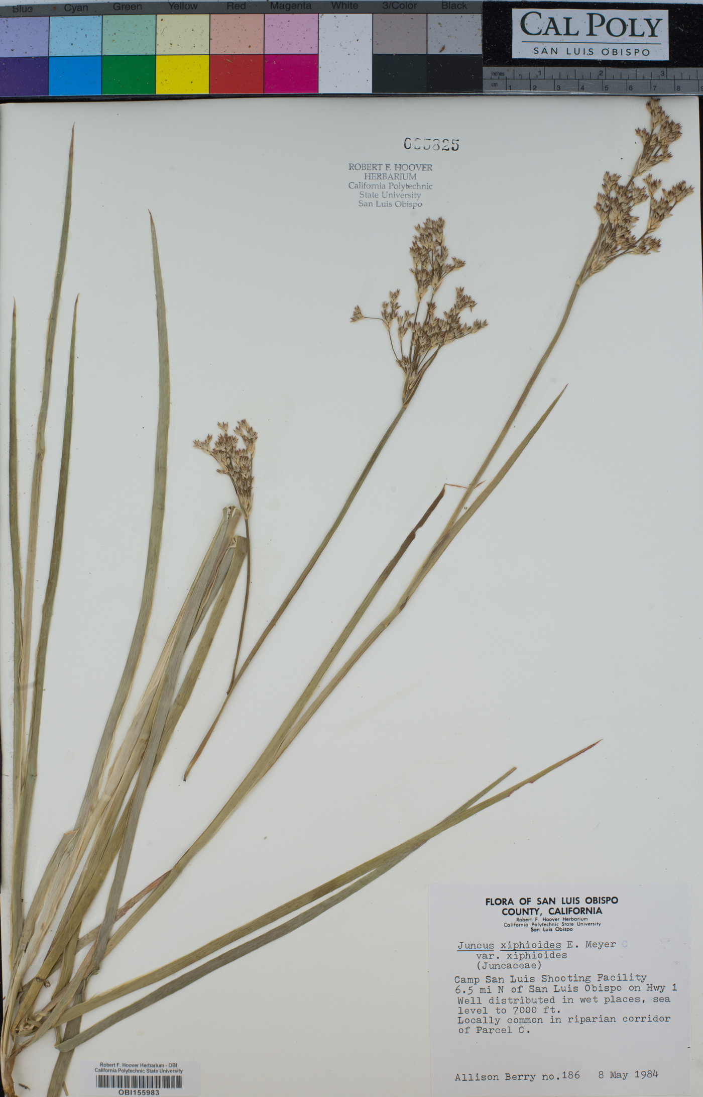 Juncus xiphioides var. xiphioides image