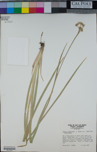 Juncus xiphioides var. xiphioides image