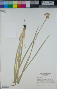 Juncus xiphioides image