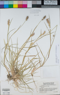 Cenchrus spinifex image