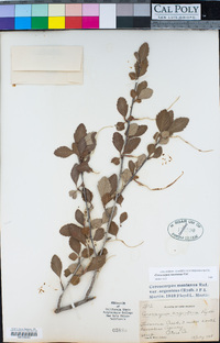 Cercocarpus montanus image