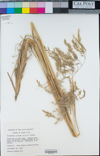 Cortaderia nitida image