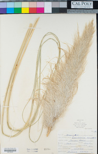 Cortaderia selloana image