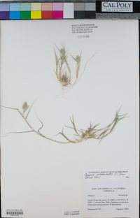 Crypsis schoenoides image